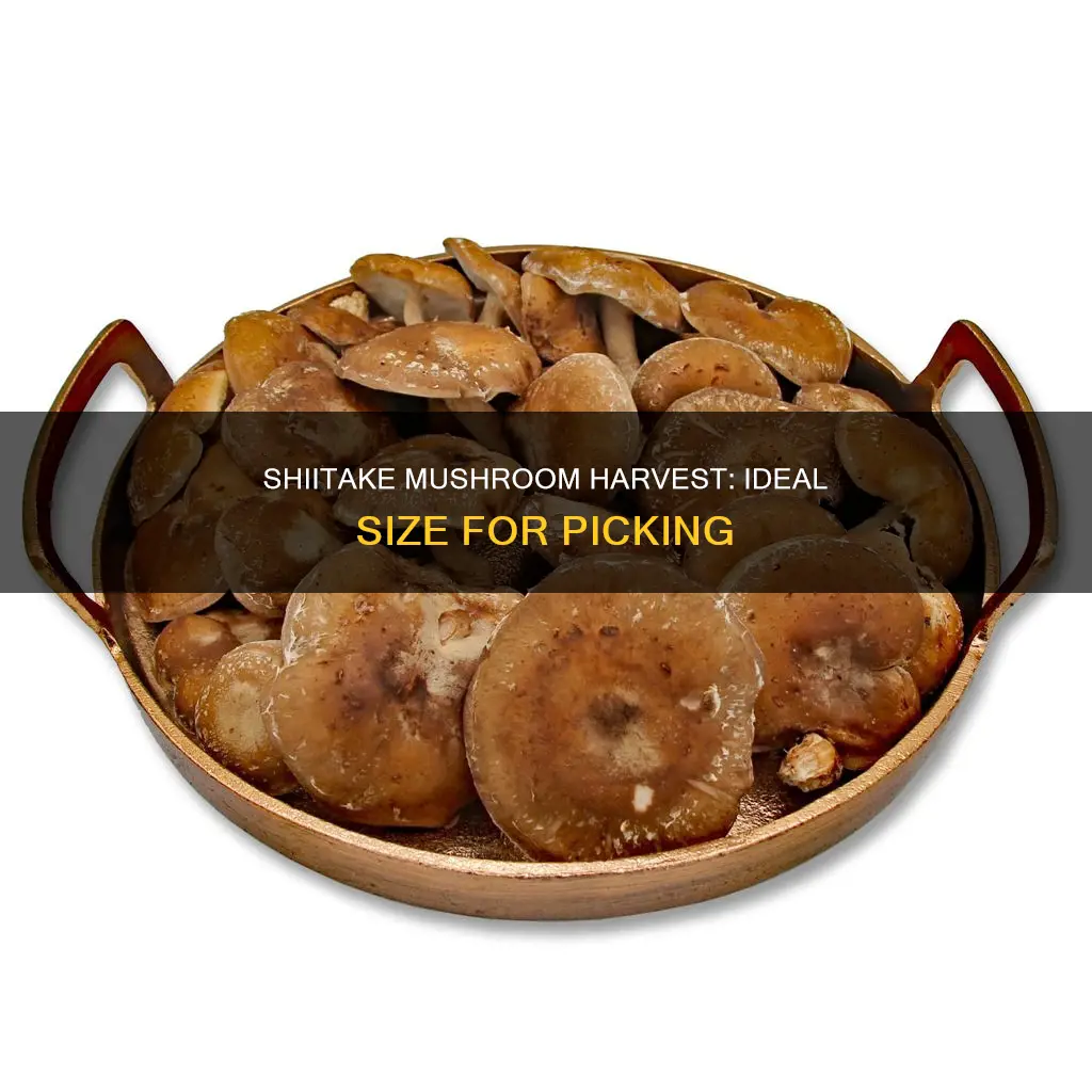 how large should shiitake mushrooms be to harvest