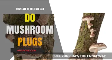 Mushroom Plugs: Late Fall Installation Guide
