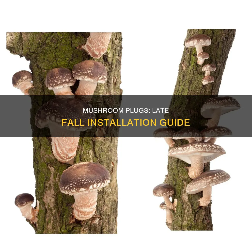 how late in the fall ca i do mushroom plugs