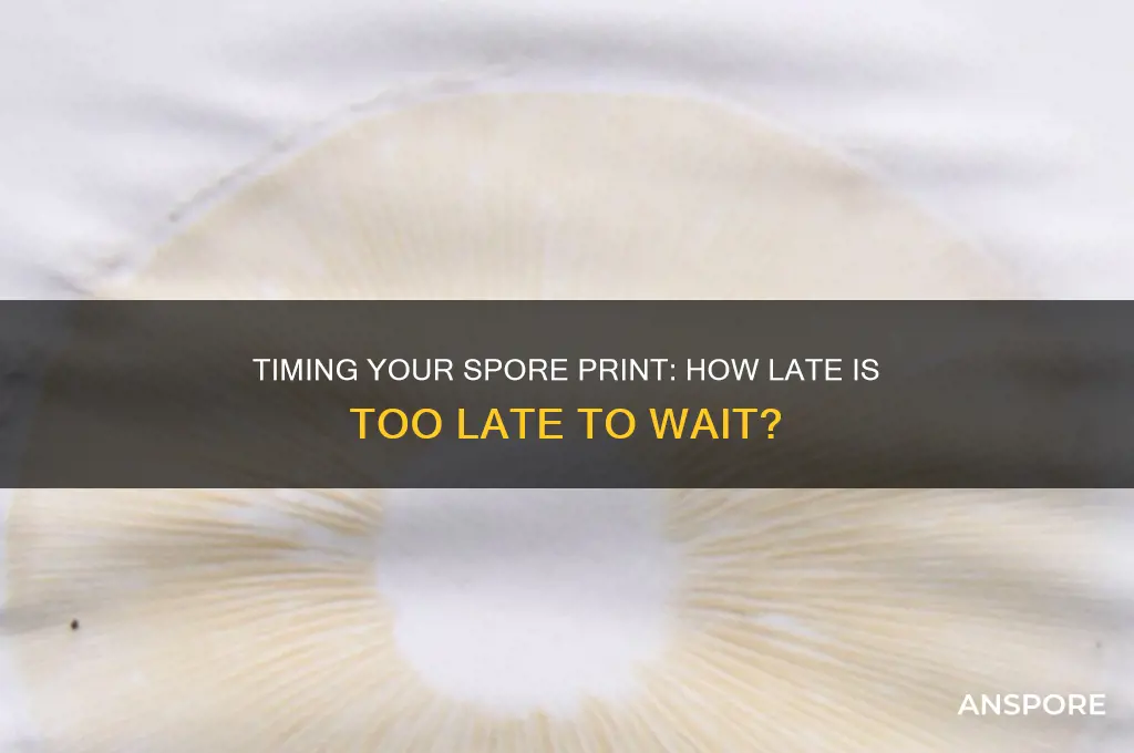 how late ng shoupdni wait dor a spore print