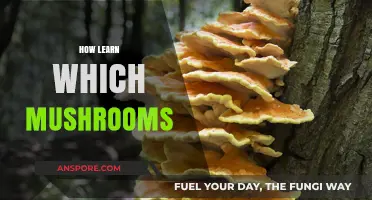 Mushroom Hunting: Identifying Edible Fungi