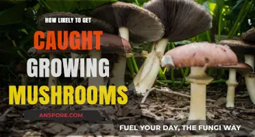 Risks of Growing Mushrooms: How Likely Are You to Get Caught?
