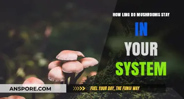 How Long Do Mushrooms Stay in Your System?