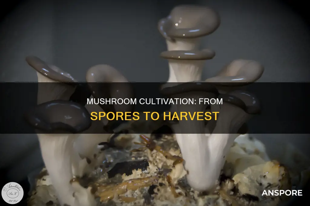 how ling do mushrooms take 2grow from spkres