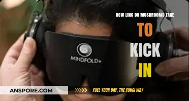 Understanding Mushroom Trips and Their Timing