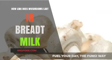 The Longevity of Mushrooms: Bread Milk Storage