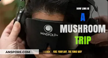 Mushroom Trips: How Long Do They Last?