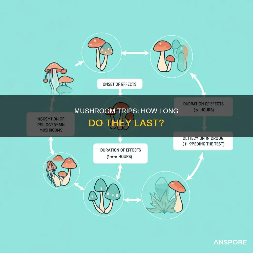 how ling is a mushroom trip