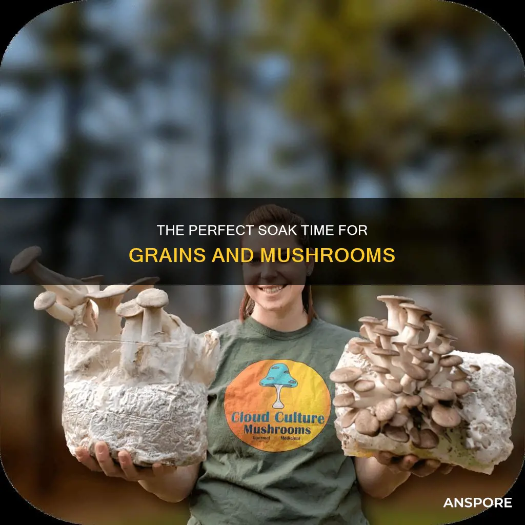 how ling to soak grains for mushrooms