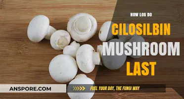 Magic Mushrooms: How Long Does Psilocybin Last?