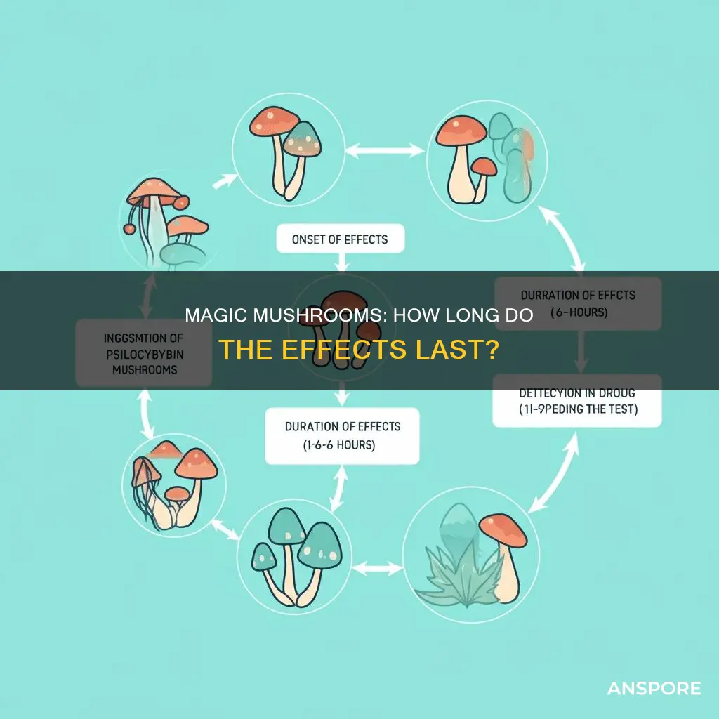 how log do effects of mushrooms last