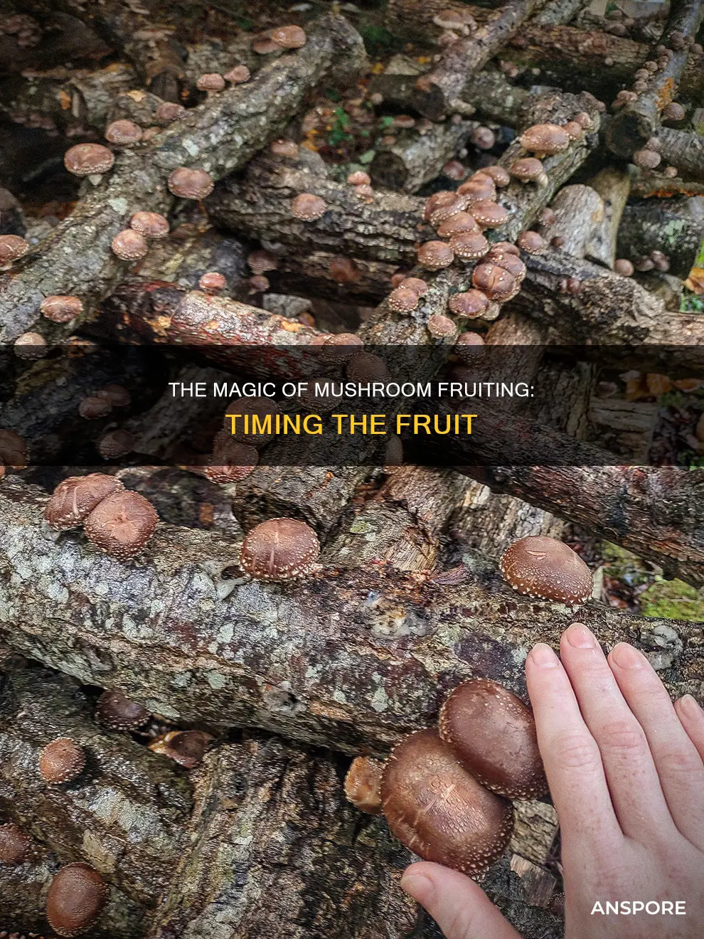 how logn for mushrooms to fruit