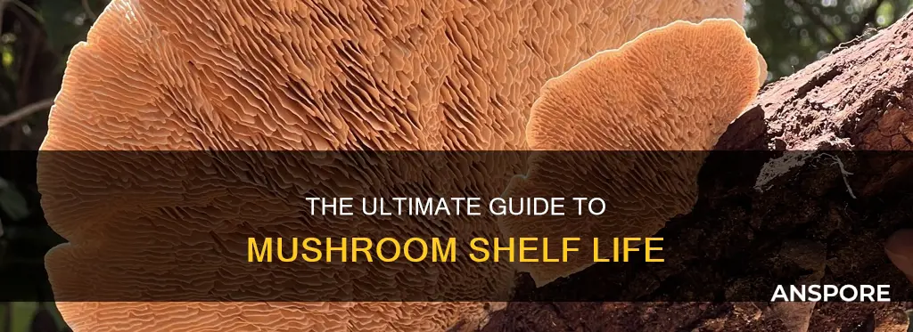 how lomg do mushrooms last