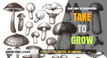 Mushroom Growth Timeline: Factors Affecting Cultivation Speed and Harvest Time