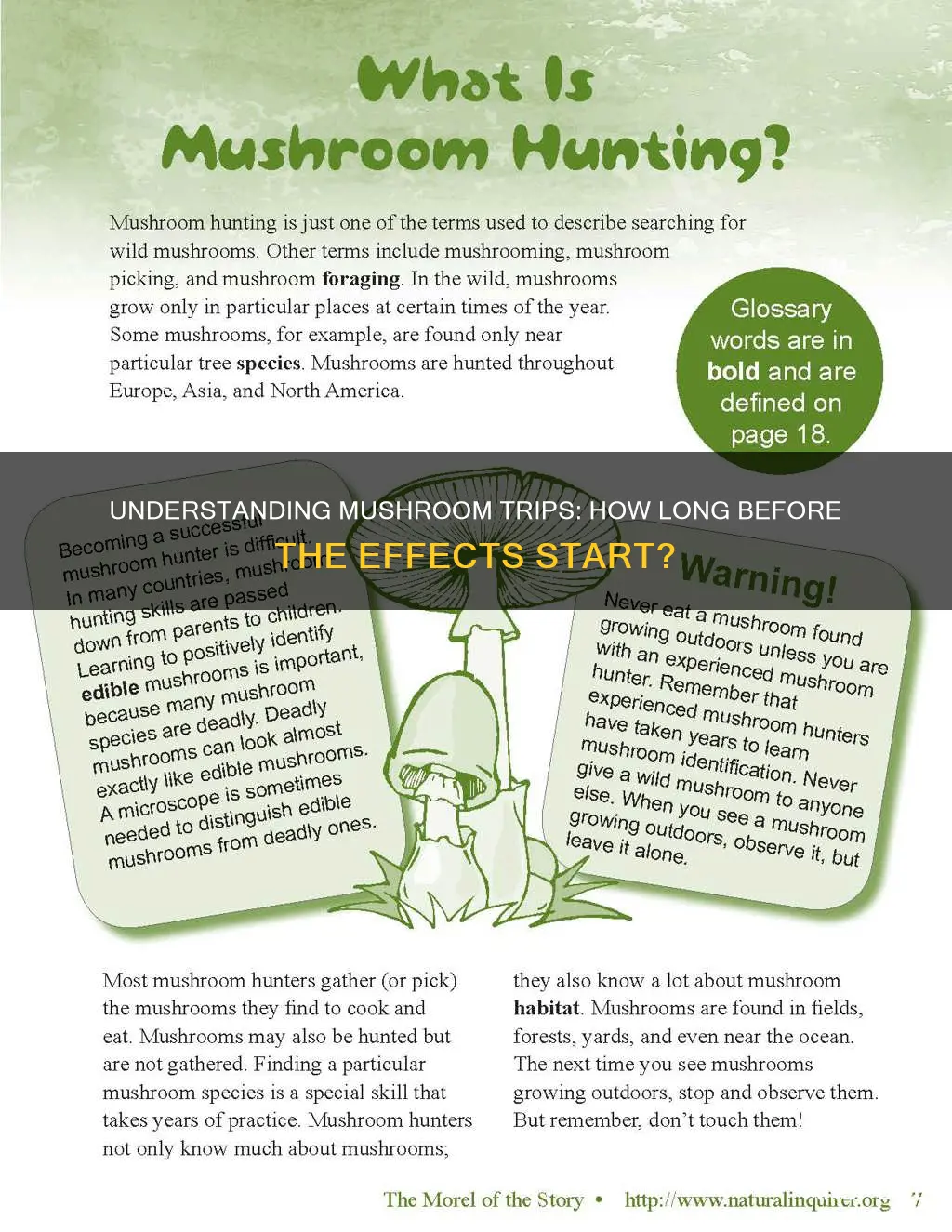 how lomg do mushrooms take to kick in