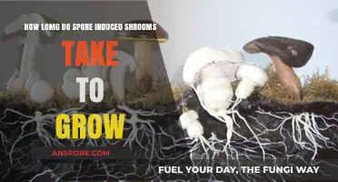 Spore-Induced Mushroom Growth Timeline: How Long Does It Take?