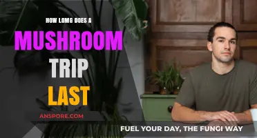 Psychedelic Journey: Mushroom Trips and Their Duration