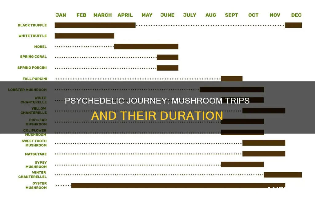 how lomg does a mushroom trip last