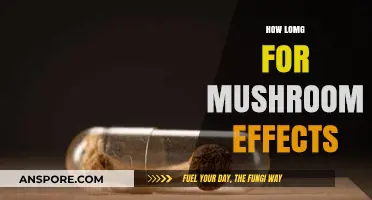 Understanding the Duration of Magic Mushroom Trips