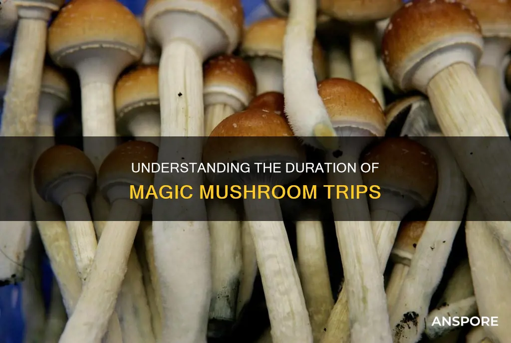 how lomg for mushroom effects