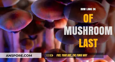 How Long Does 3g of Magic Mushrooms Last in Your System?