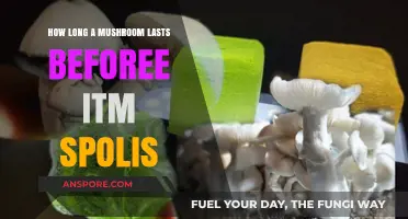 How Long Do Mushrooms Last Before Spoiling? A Guide