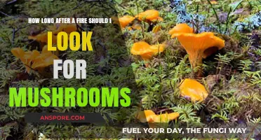 Post-Fire Mushroom Foraging: Timing Your Search for Fungal Growth