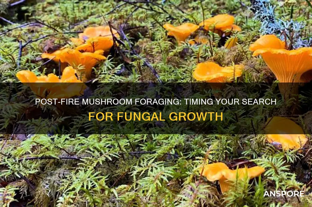 how long after a fire should i look for mushrooms