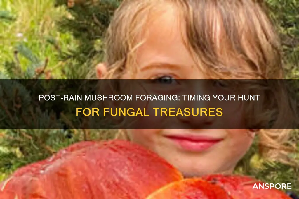 how long after a rain can you look for mushrooms