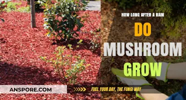 Mushroom Growth After Rain: Timing and Factors Explained