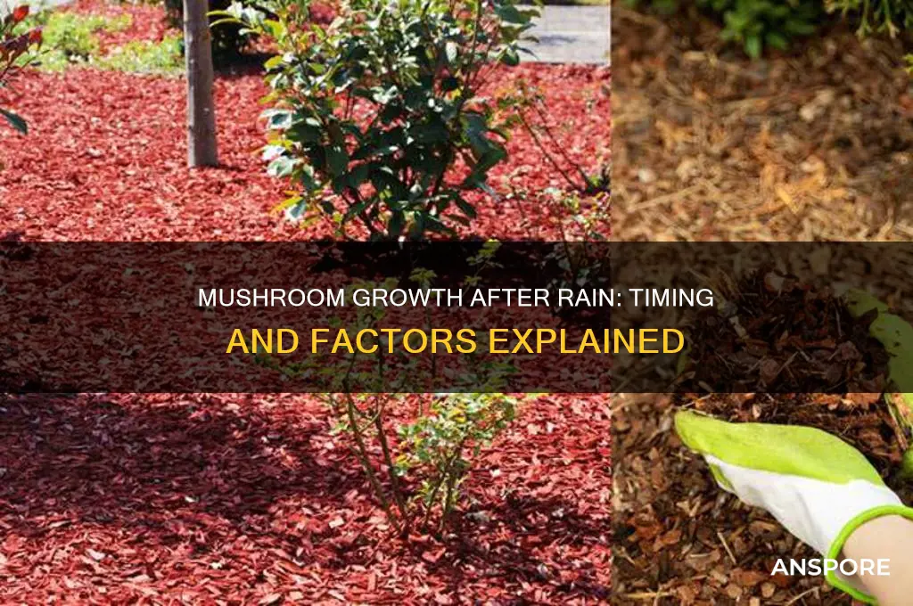 how long after a rain do mushrooms grow