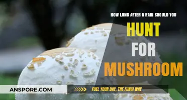 Post-Rain Mushroom Hunting: Timing Tips for Optimal Foraging Success
