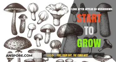 From Appearance to Harvest: Mushroom Growth Timeline Explained