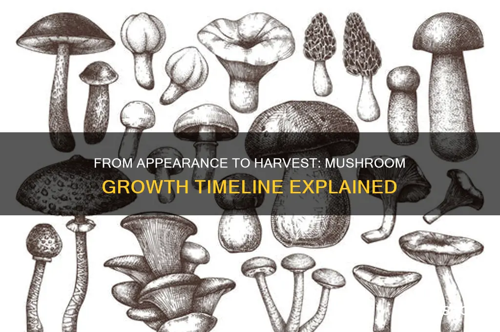 how long after appear do mushrooms start to grow