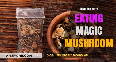 Magic Mushrooms: Timing Effects After Consumption Explained
