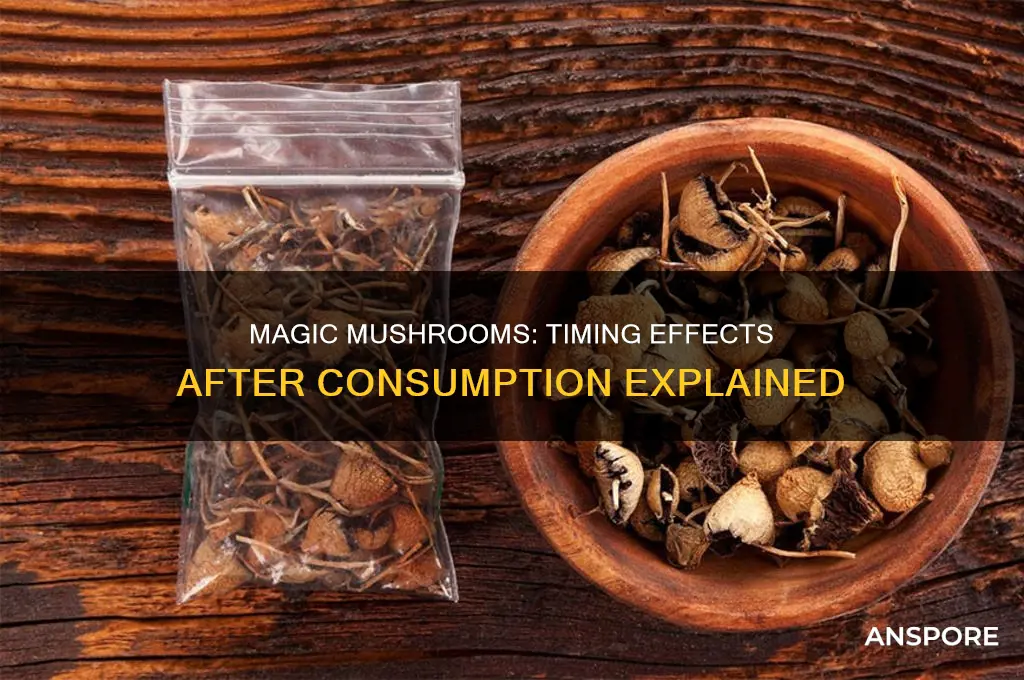 how long after eating magic mushroom