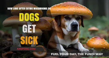 How Soon Do Dogs Show Symptoms After Eating Mushrooms?