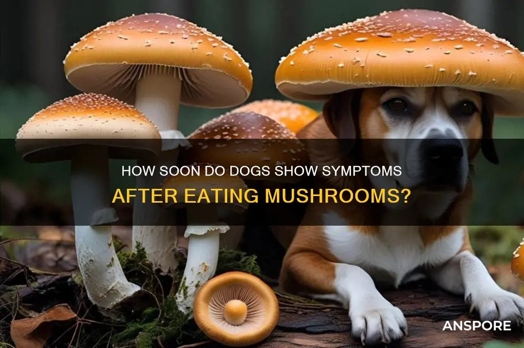 how long after eating mushrooms do dogs get sick