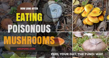 Deadly Mistake: Timing Symptoms After Consuming Poisonous Mushrooms