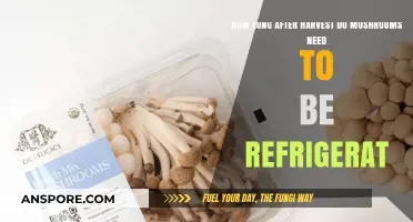 Refrigerating Mushrooms Post-Harvest: Optimal Timing for Freshness and Quality