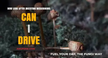 Driving After Mushroom Consumption: Safe Timing and Risks Explained