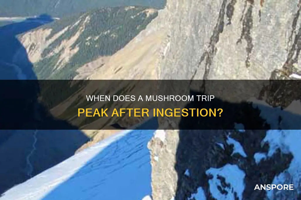 how long after ingestion do mushroom trip peak