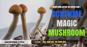 Timing Magic Mushroom Consumption After Eating: A Safe Guide
