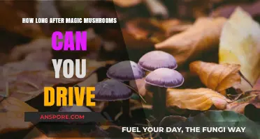 Driving After Magic Mushrooms: Safe Timing and Legal Considerations
