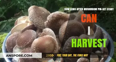 When to Harvest Mushrooms After Pin-Set: A Timing Guide