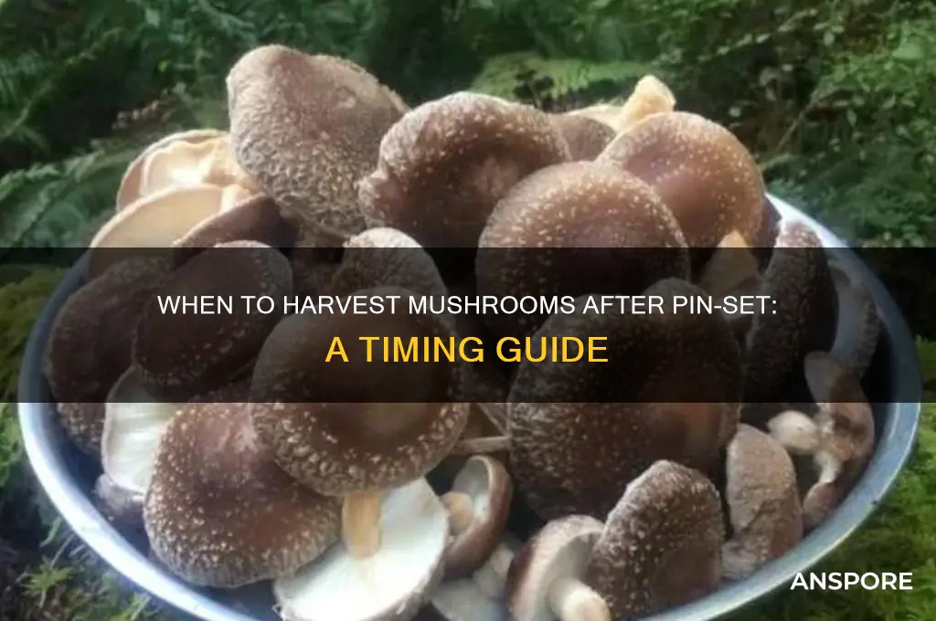 how long after mushroom pin-set start can i harvest