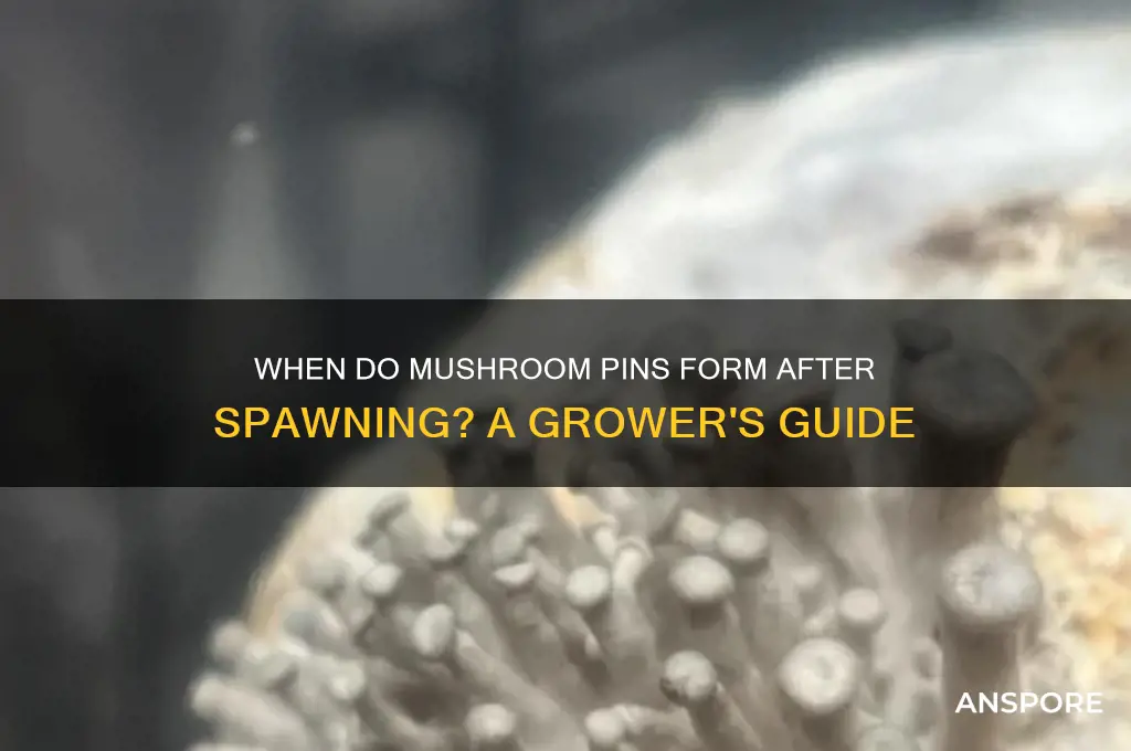how long after mushroom pin sets start
