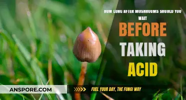 Timing Trip Safely: Mushrooms to Acid Transition Guide
