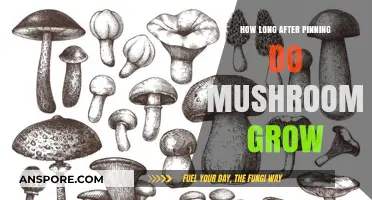 Mushroom Growth Timeline: Post-Pinning Development Explained in Detail