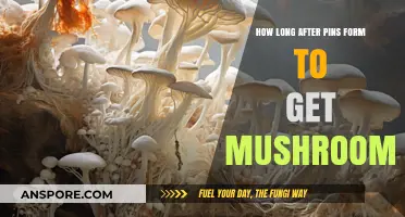 From Pins to Mushrooms: Understanding the Growth Timeline for Optimal Harvest